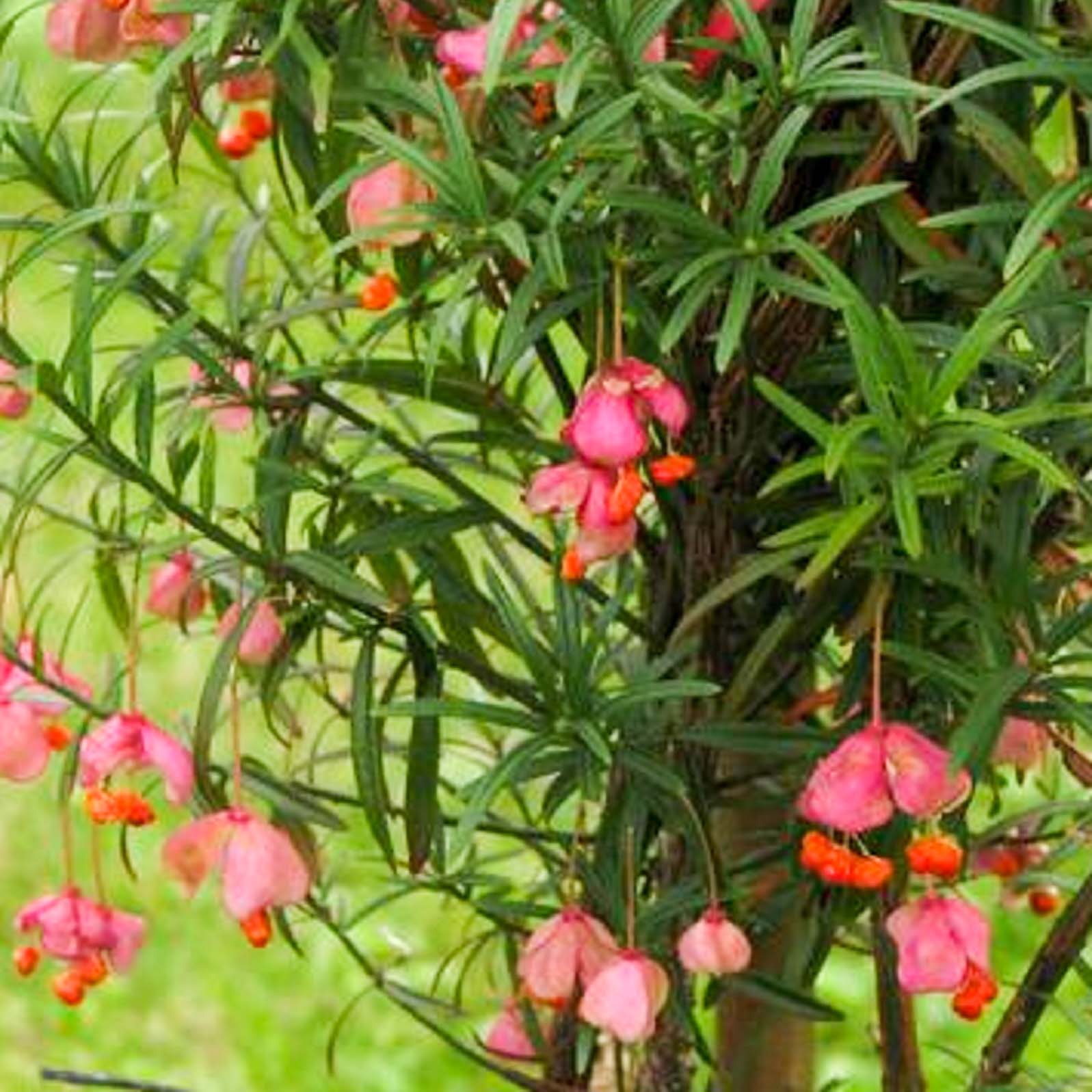 Бересклет Коопманна