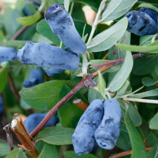 Жимолость «Снегирь» 2