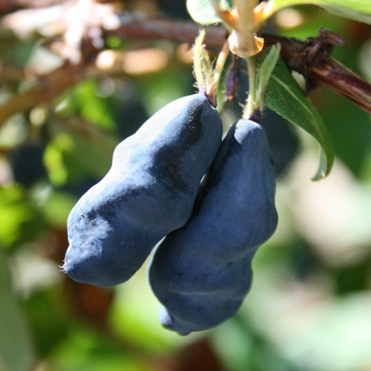 Жимолость «Снегирь» 2