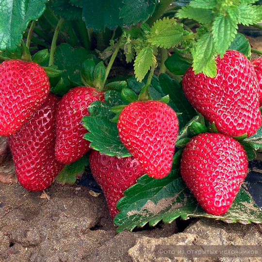 Земляника садовая ремонтантная «Монтерей»