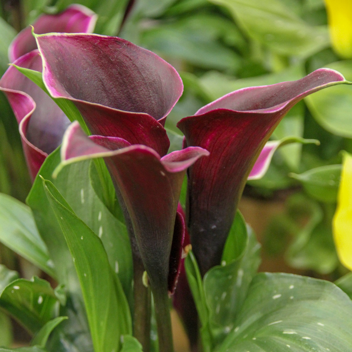 Калла «Перпл Сенсейшн»