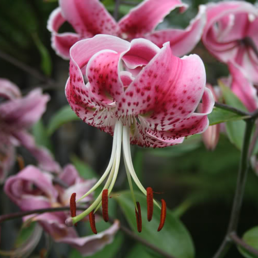 Лилия специозум «Рубрум»