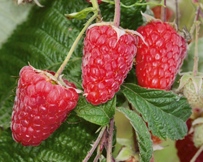 Малина «Брянское диво»