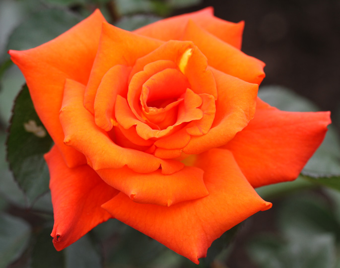 Роза чайно-гибридная «Моника»