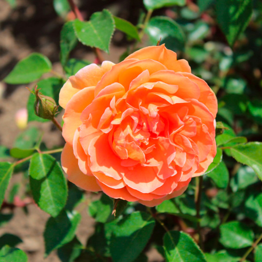 Роза английская «Пет Остин»