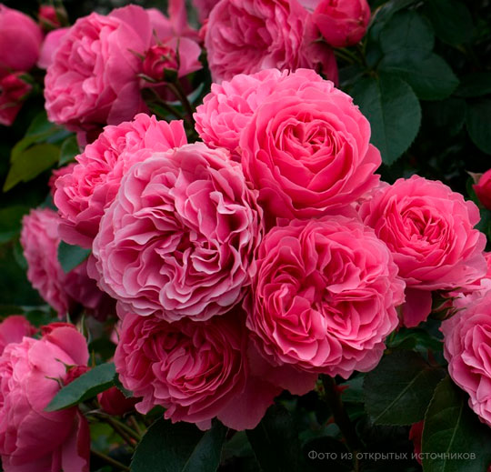 Роза чайно-гибридная «Эшли»