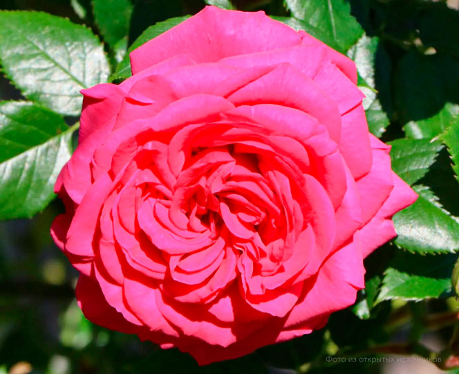 Роза плетистая «Маритим»