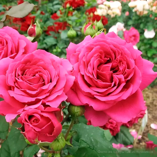 Роза чайно-гибридная «Бабкина»