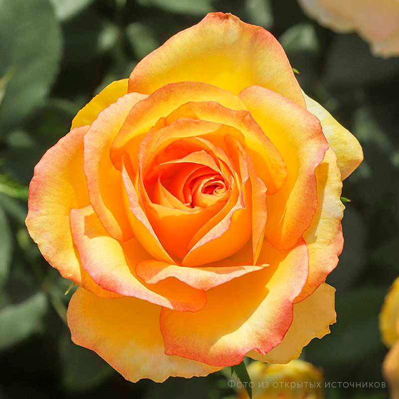 Роза чайно-гибридная «Сальвадор»