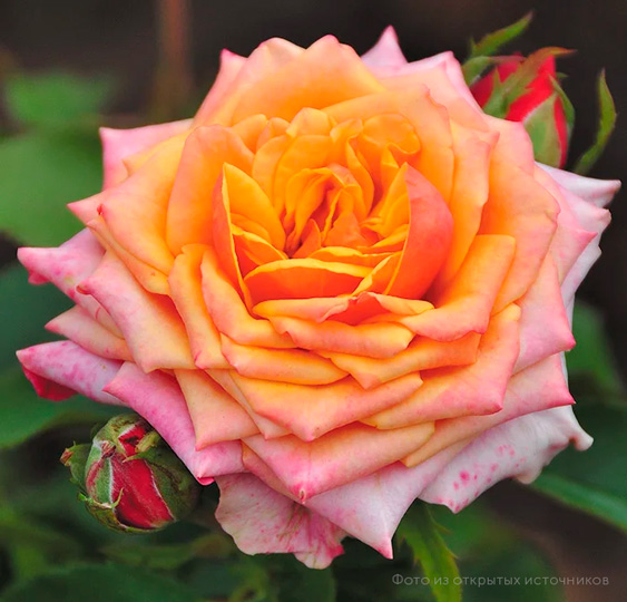 Роза чайно-гибридная «Черри Бренди»