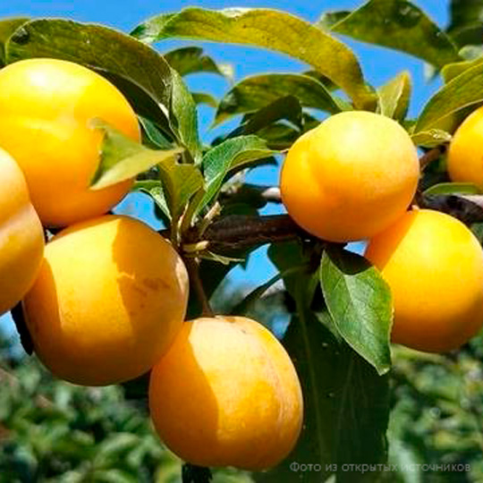 Слива «Хасанка»