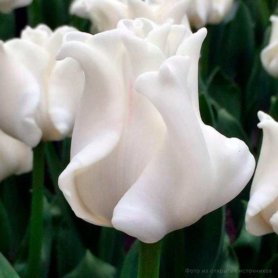 Тюльпан «Уайт Либерстар»