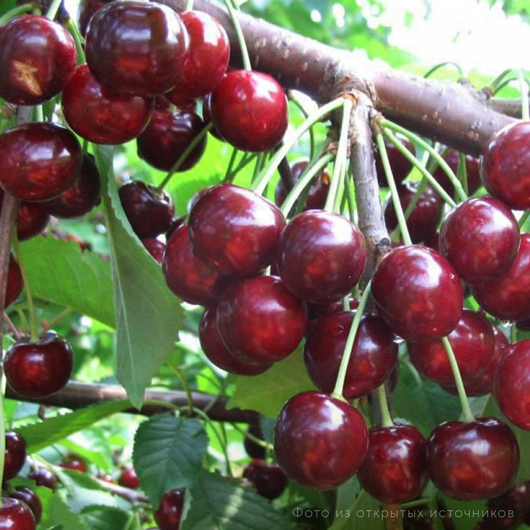 Черешня «Памяти Астахова»