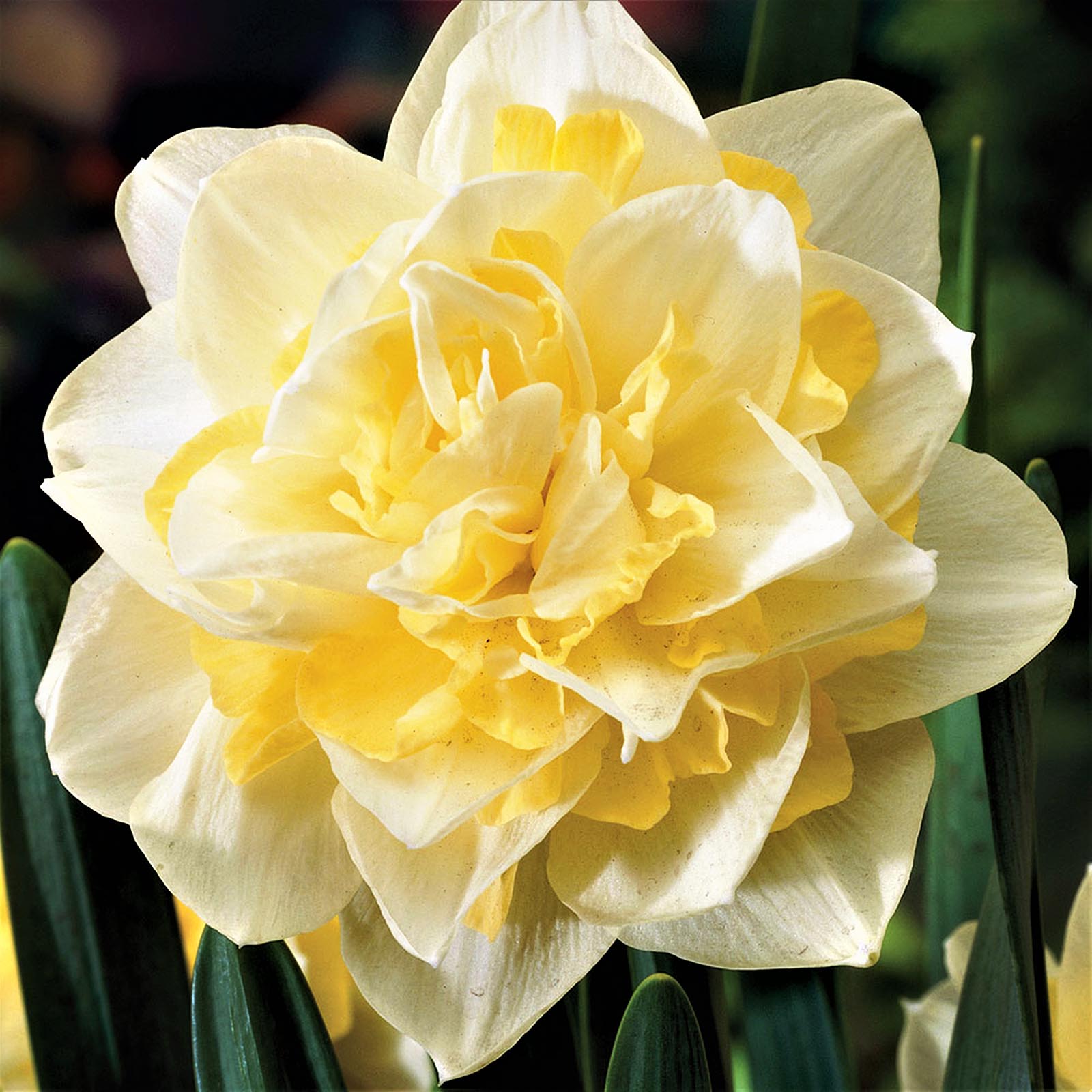 Нарцисс «Уайт Лион»