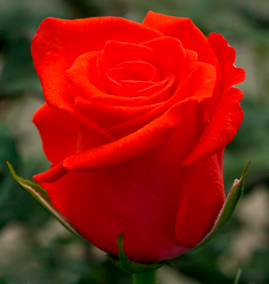 Роза чайно-гибридная «Корвет»