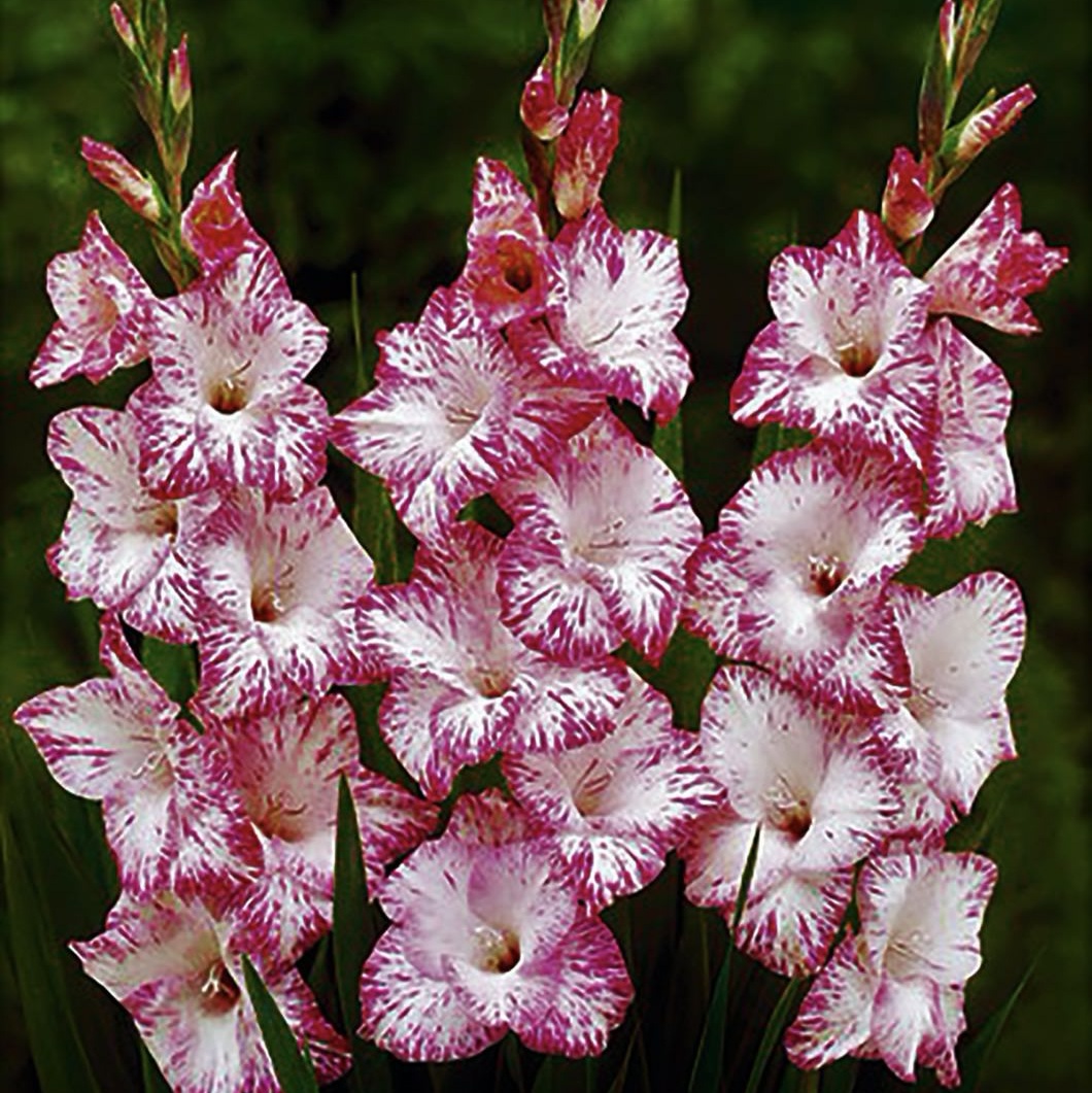 Гладиолус крупноцветковый «Май Лав»