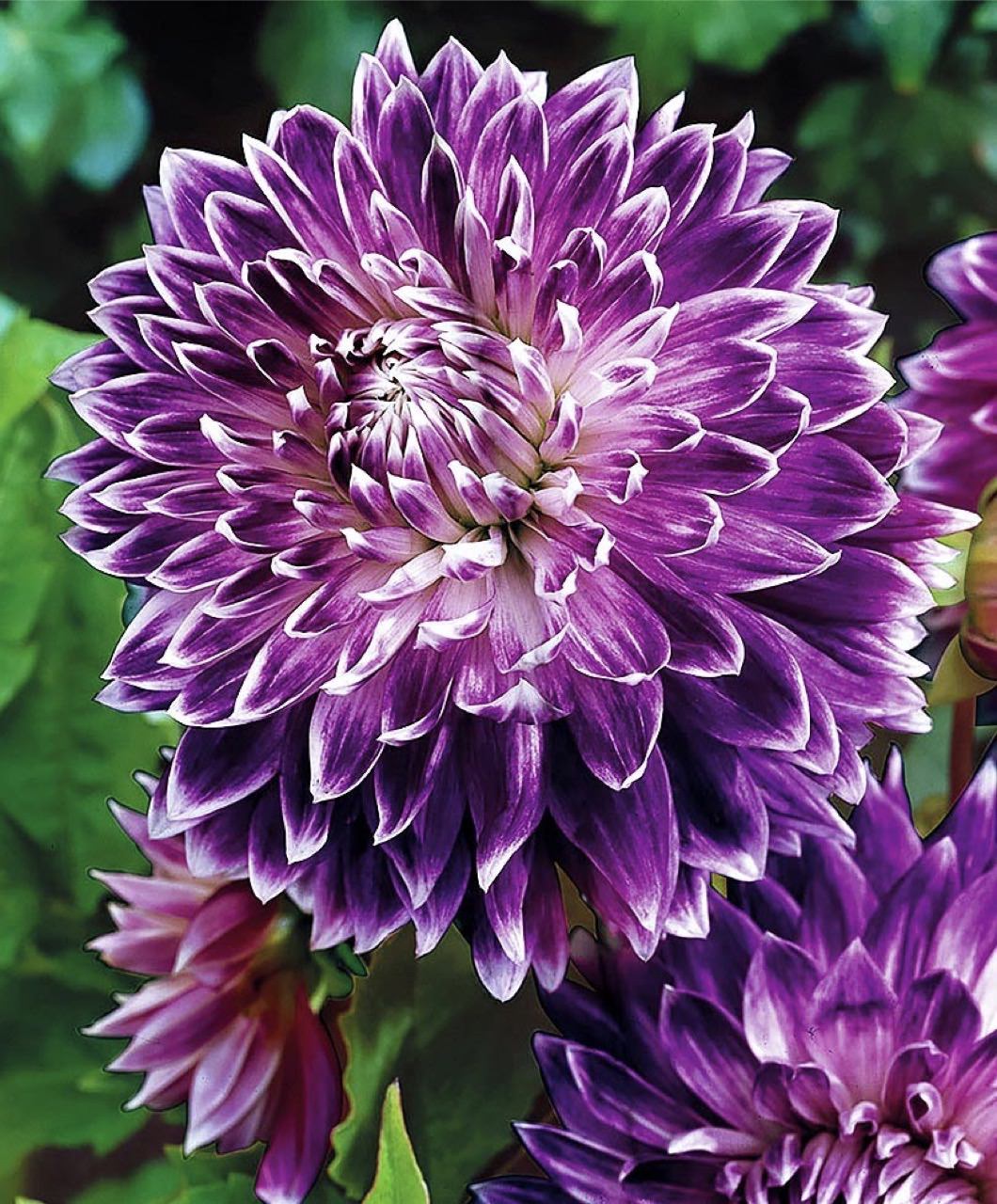 Георгина декоративная «Ванкувер»