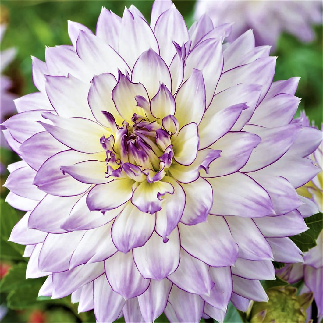 Георгина декоративная «Крейзи Лав»