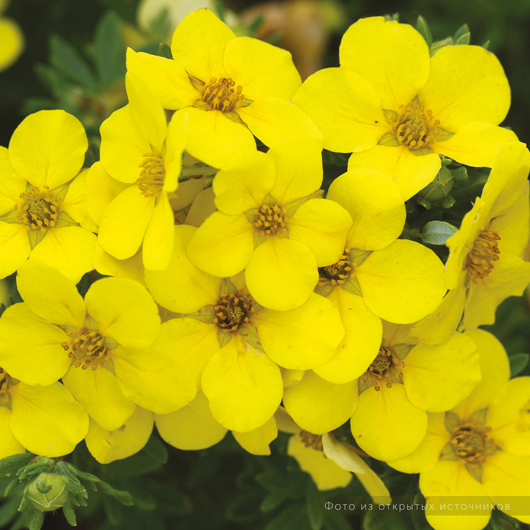 Курильский чай «Фаррери» – купить саженцы оптом и в розницу – питомник ...