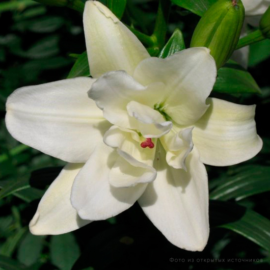 Лилия азиатская махровая «Аарон» – купить саженцы оптом и в розницу ...