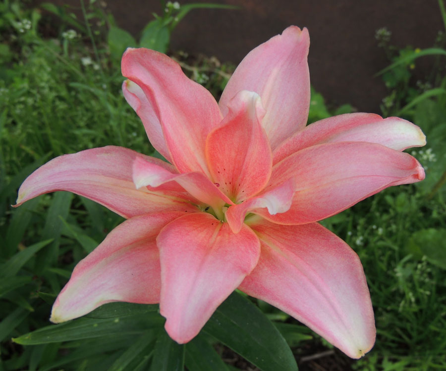 Лилия азиатская махровая «Афродита» – купить саженцы оптом и в розницу ...