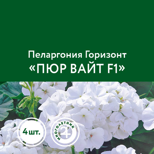 Пеларгония – Цветы – Семена – купить саженцы оптом и в розницу ...