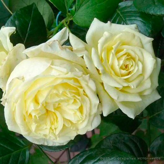 Роза плетистая «Эльф» – купить саженцы оптом и в розницу – питомник ...