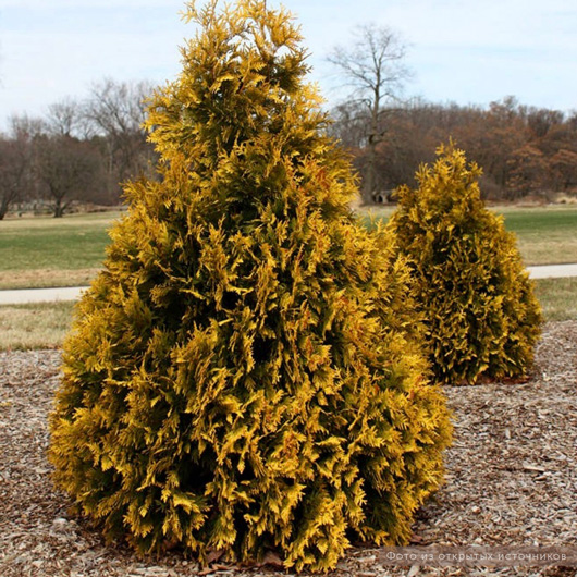 Туя западная «Йеллоу Риббон» – купить саженцы оптом и в розницу ...