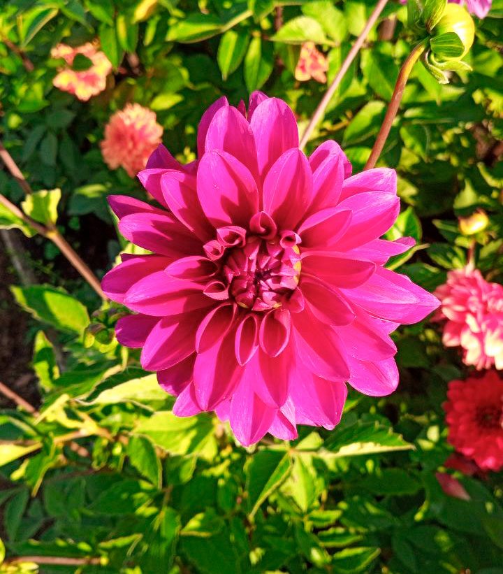 Георгина декоративная «Реквием» – купить саженцы оптом и в розницу ...