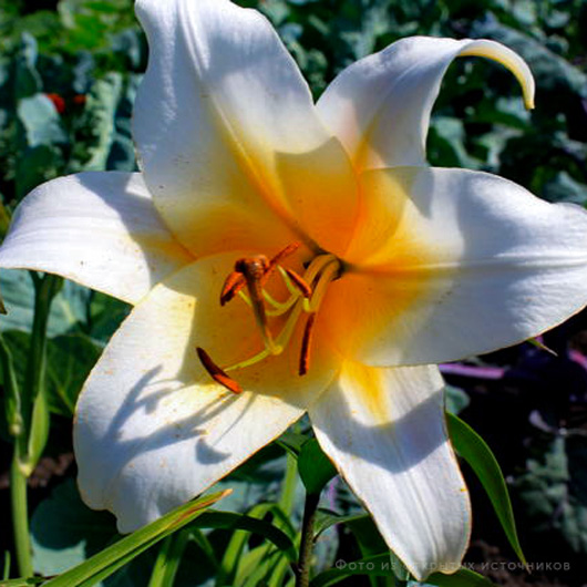 Лилия ОТ гибрид «Мисс Пинкьюлиар» – купить саженцы оптом и в розницу ...