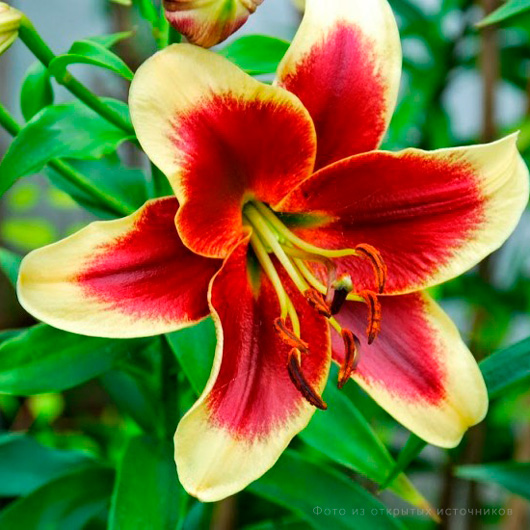 Лилия ОТ гибрид «Ред Дач» – купить саженцы оптом и в розницу – питомник ...