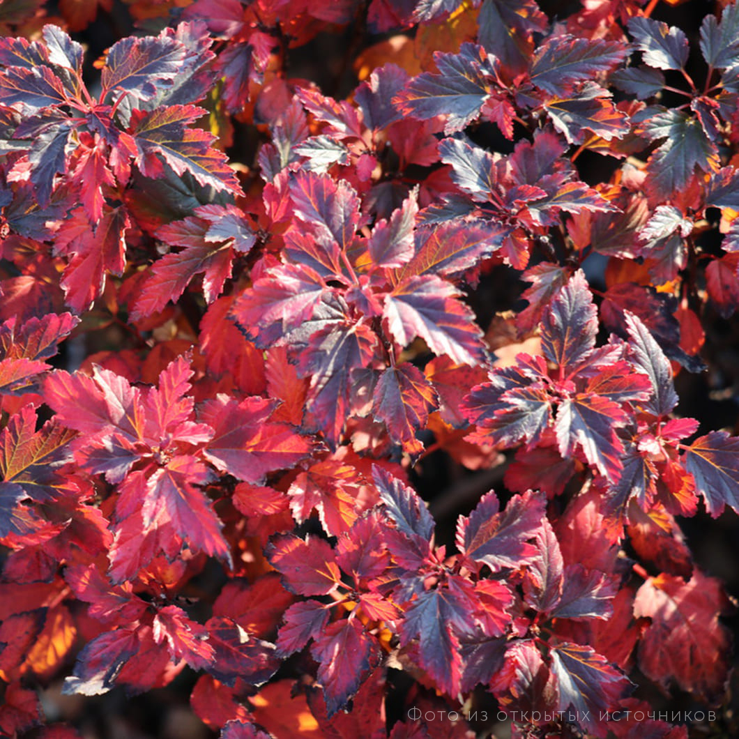 Пузыреплодник калинолистный «Тини Вайт» – купить саженцы оптом и в ...