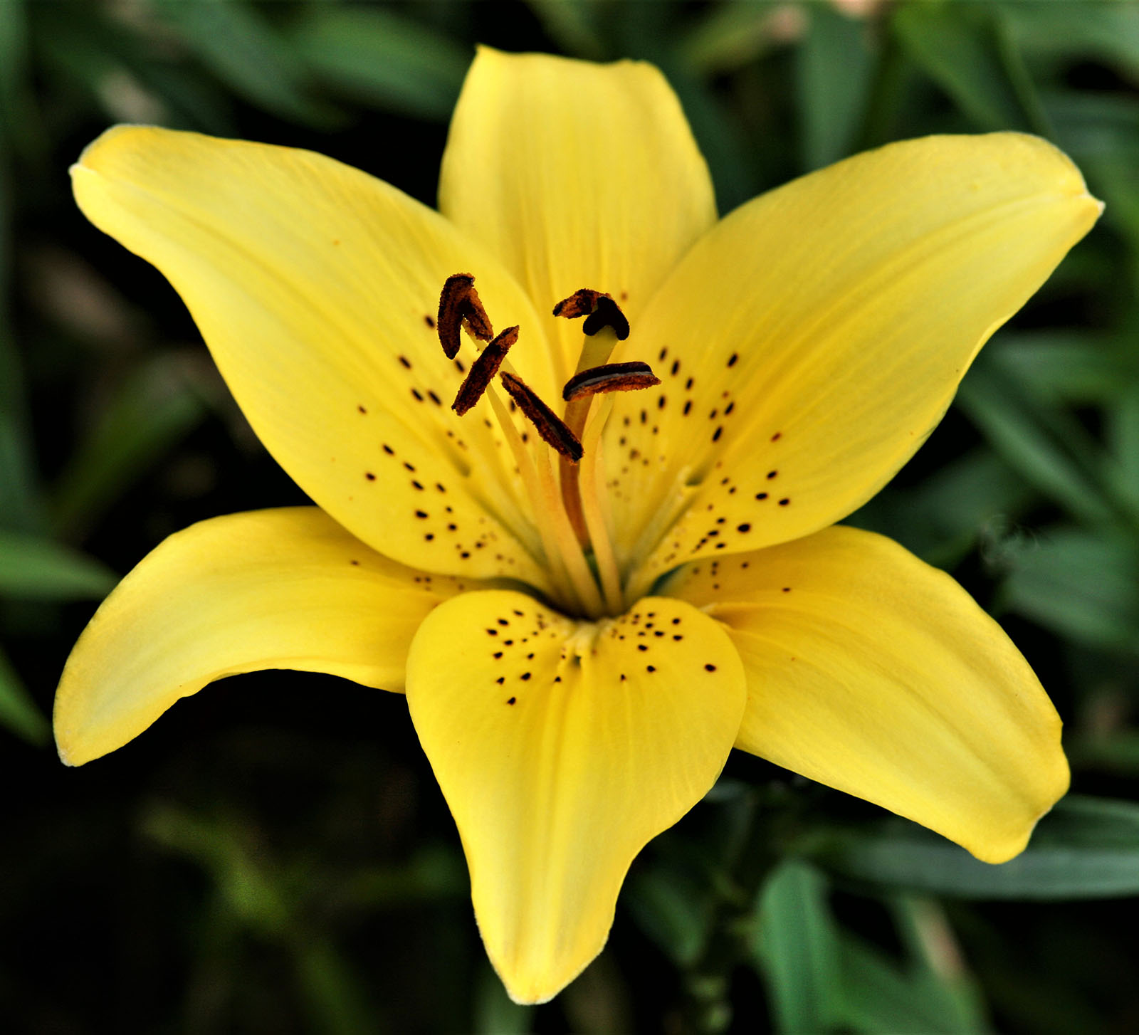 Лилия азиатская «Лемон Пикси»