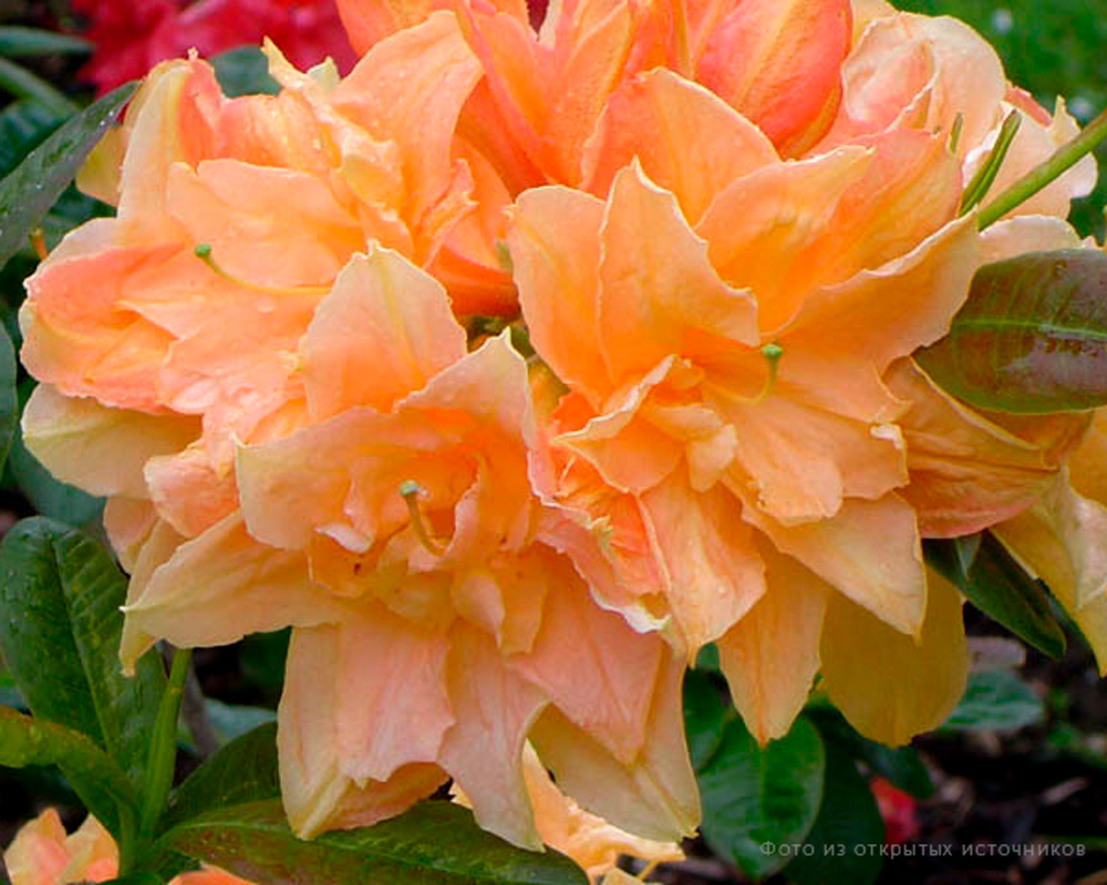 Азалия гибридная «Чардаш»