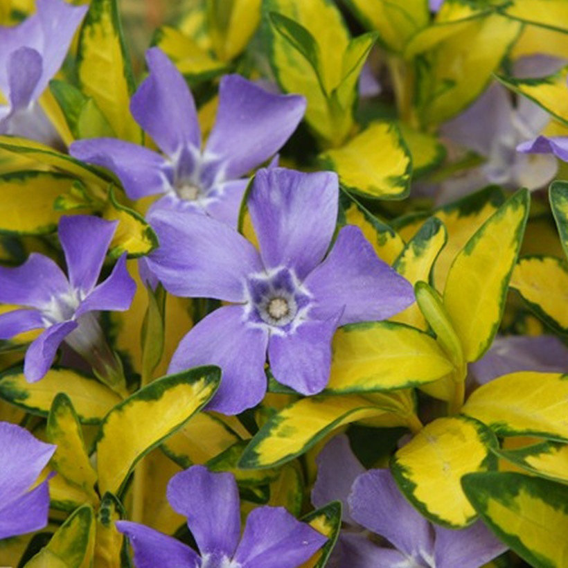 Барвинок малый «Иллюминейшн»