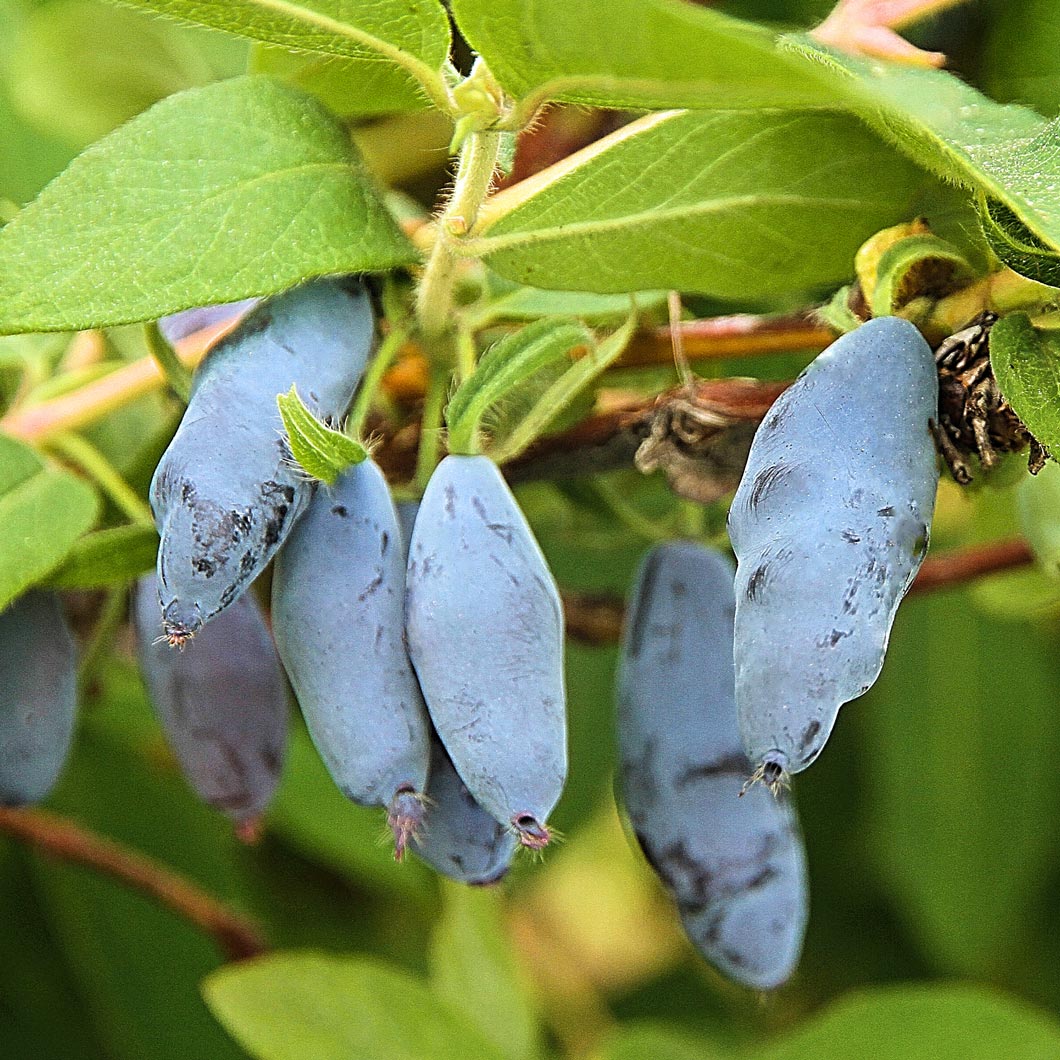 Все о жимолости садовой