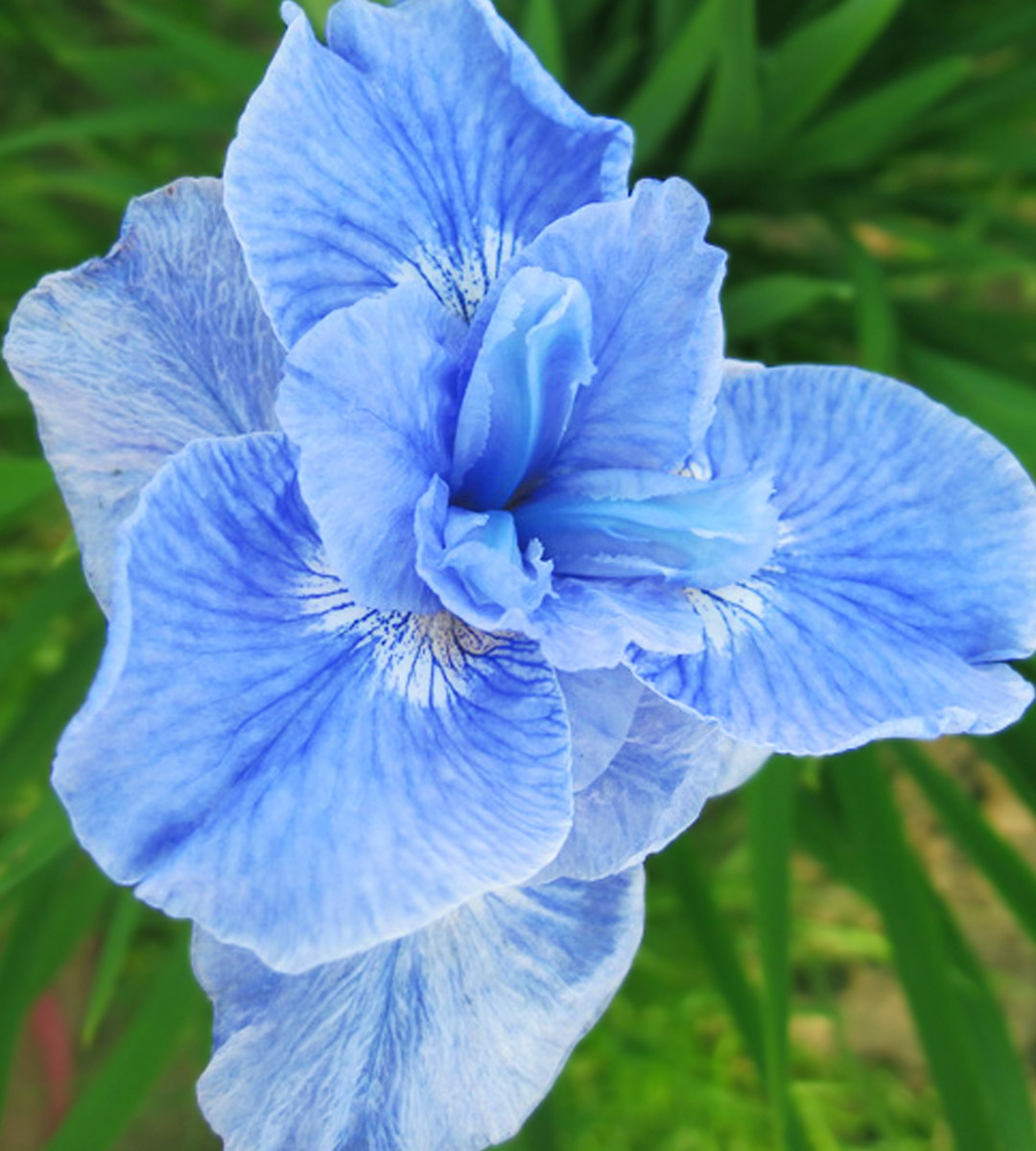 Ирис афтернун дилайт фото