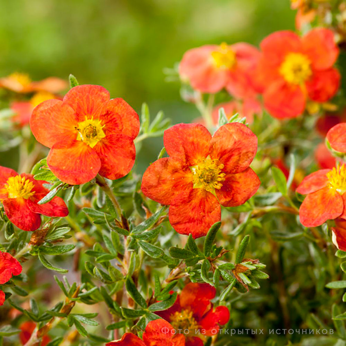 Курильский чай «Ред джокер»