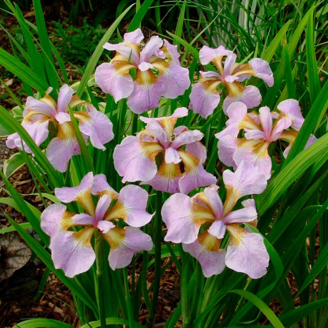 Ирис сибирский «Рикуги сакура»