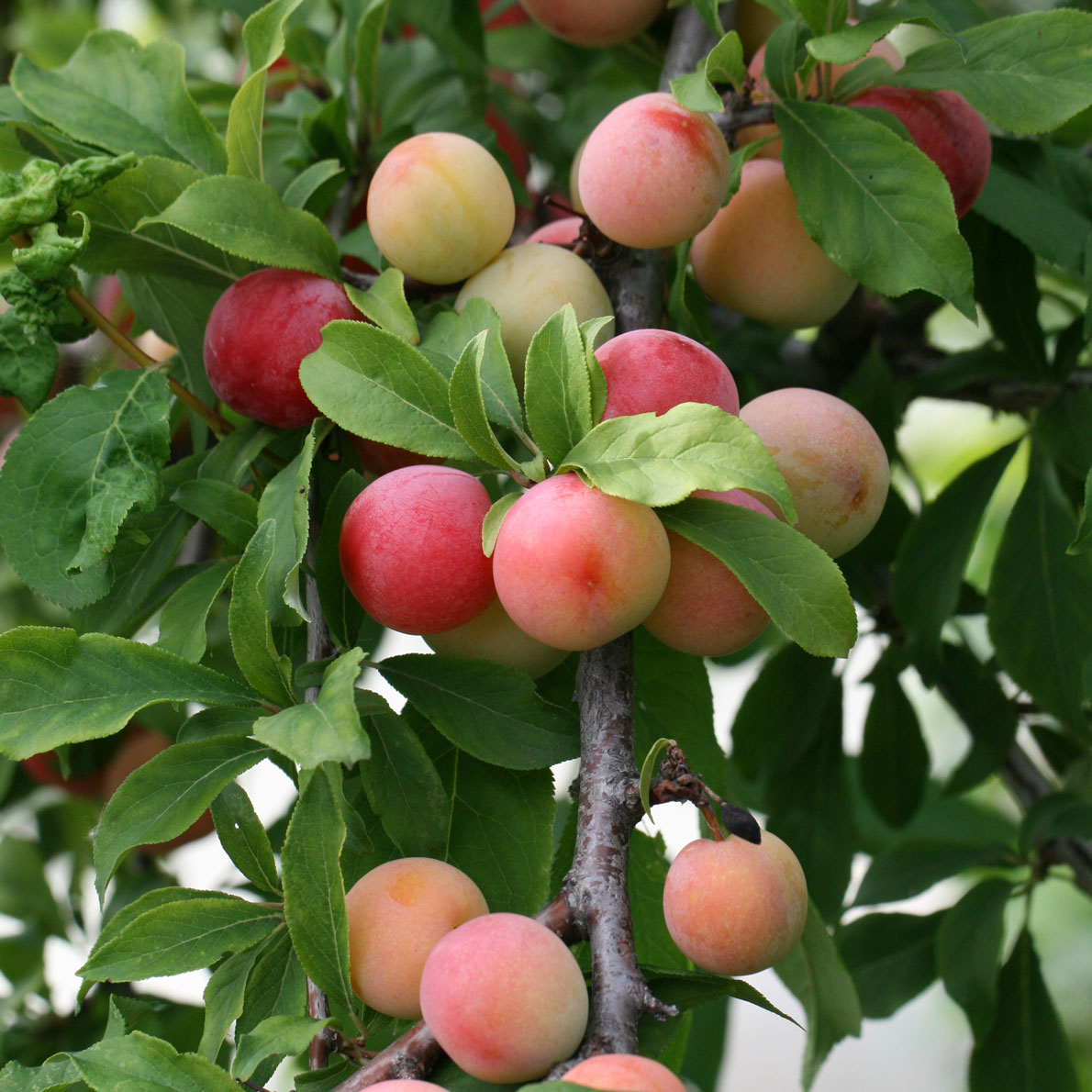 Слива «Людмила»