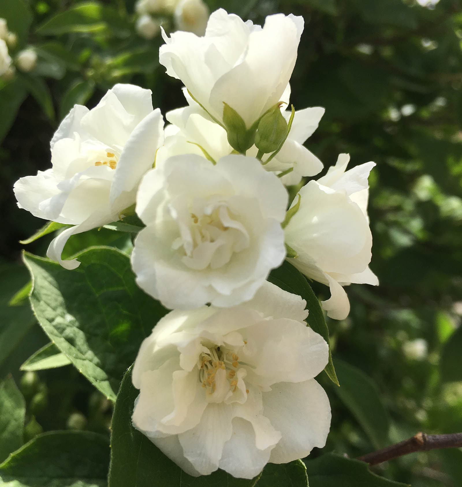 Чубушник венечный «Помпон»